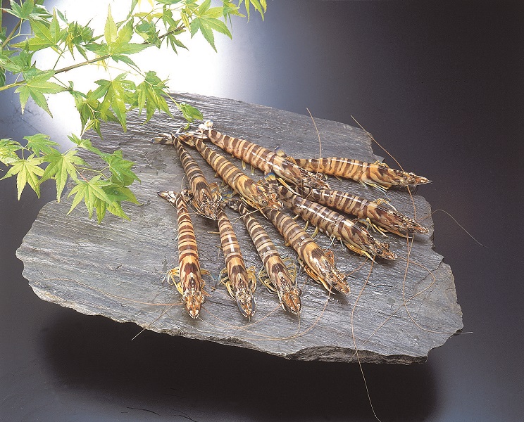 鹿児島　岩崎屋　いわさきや　いわさき活車海老　特大18尾　約510ｇ