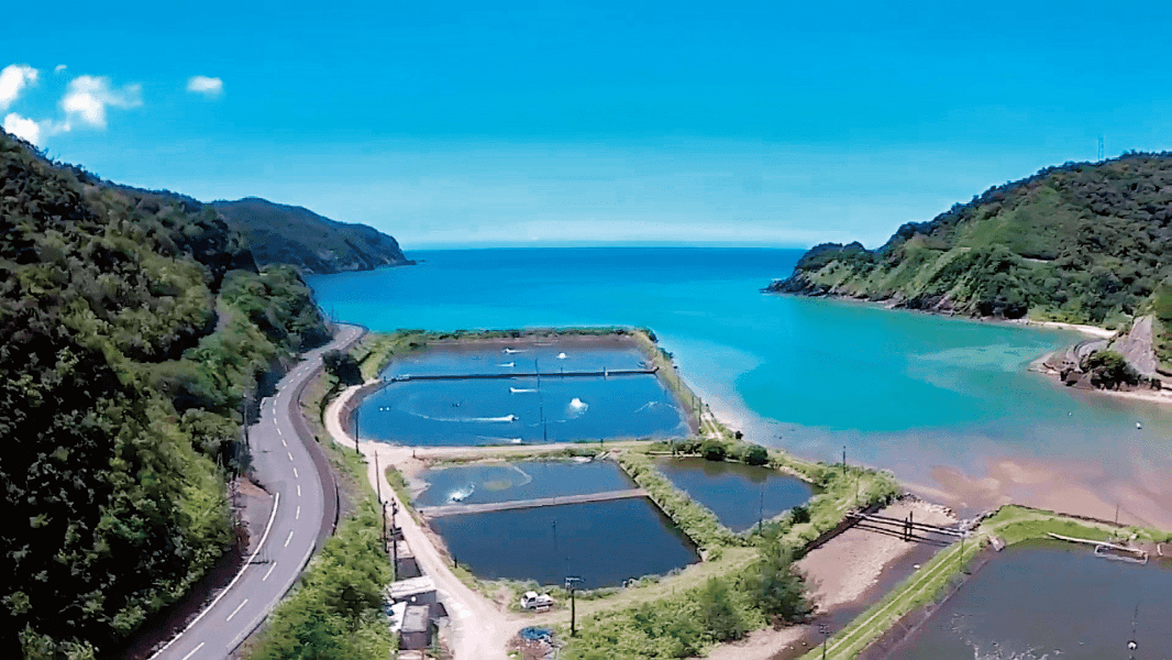 鹿児島　岩崎屋　いわさきや　いわさき活〆冷凍車海老 16尾(約360ｇ)